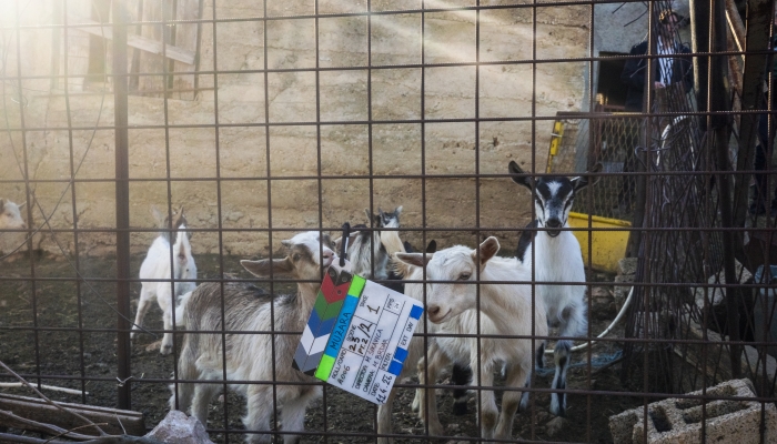 Počelo snimanje dugometražnog igranog filma <em>Muzara </em>Miroslava Sikavicepovezana slika